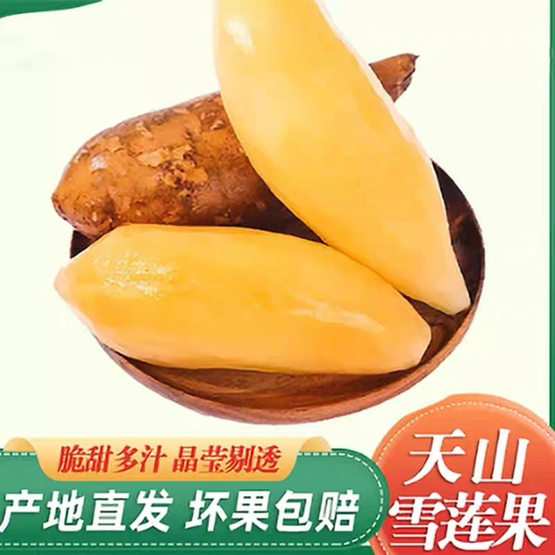 云南天山雪莲果净重5斤应季新鲜水果黄心脆甜多汁现挖清甜水果