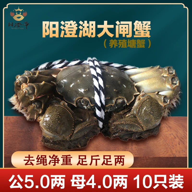 【活蟹】阳澄湖大闸蟹 公5.0两 母4.0两 5对共10只高标准活水塘养
