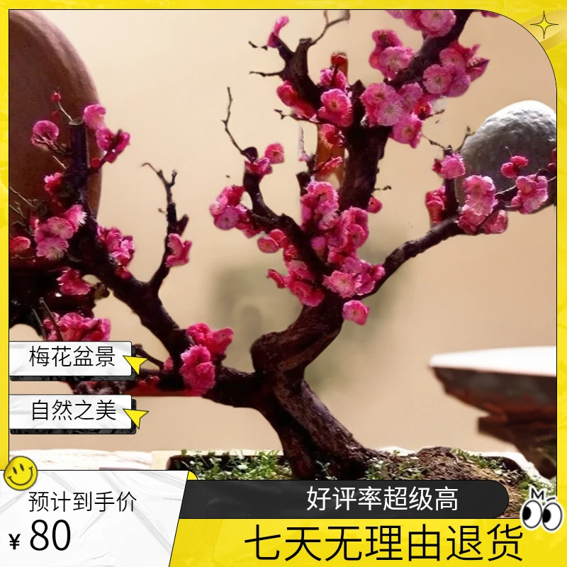 梅花老桩拍摄品质有保障红梅老桩海棠直播海棠树大树苗垂丝正宗