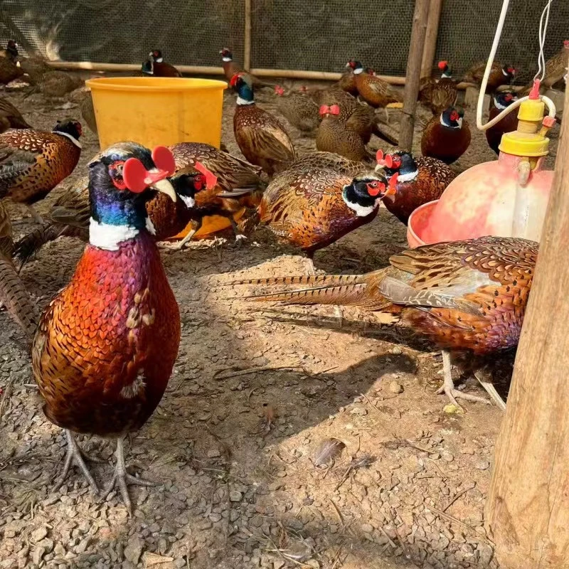 七彩山鸡  现货包邮  观赏生态养殖