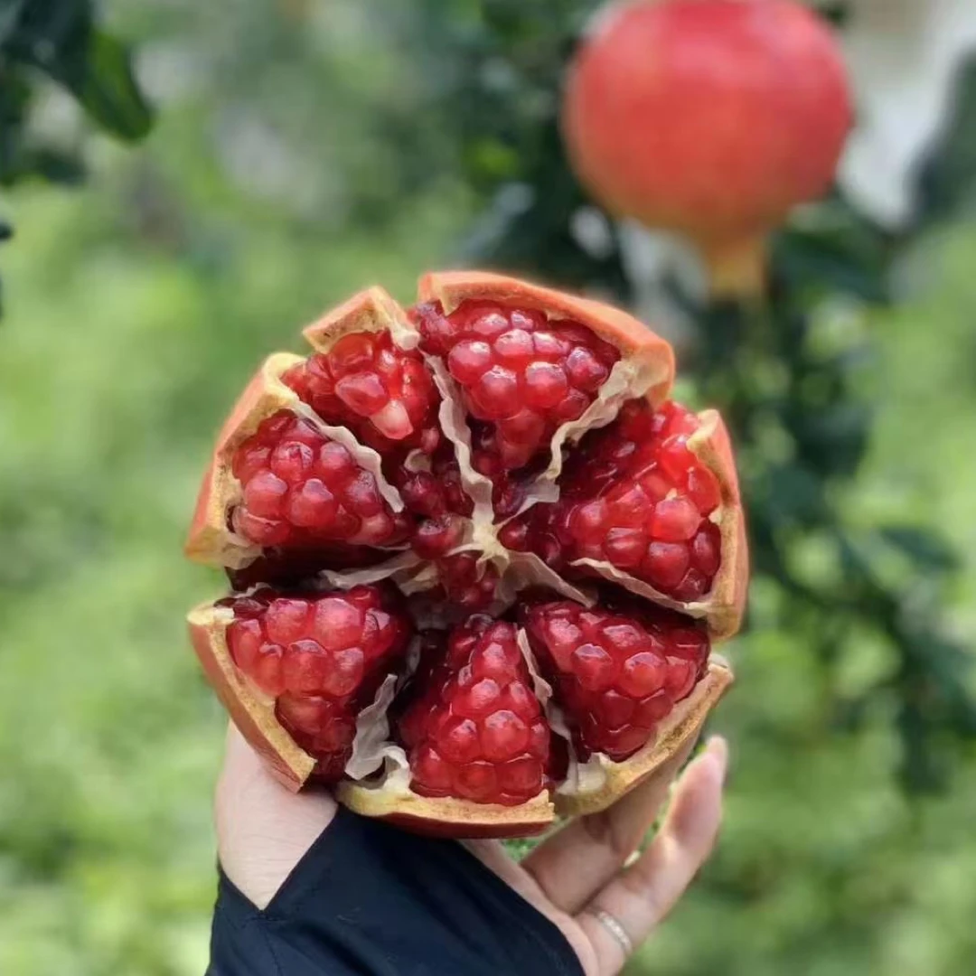 四川会理软籽石榴当季新鲜水果爆甜多汁现摘现发
