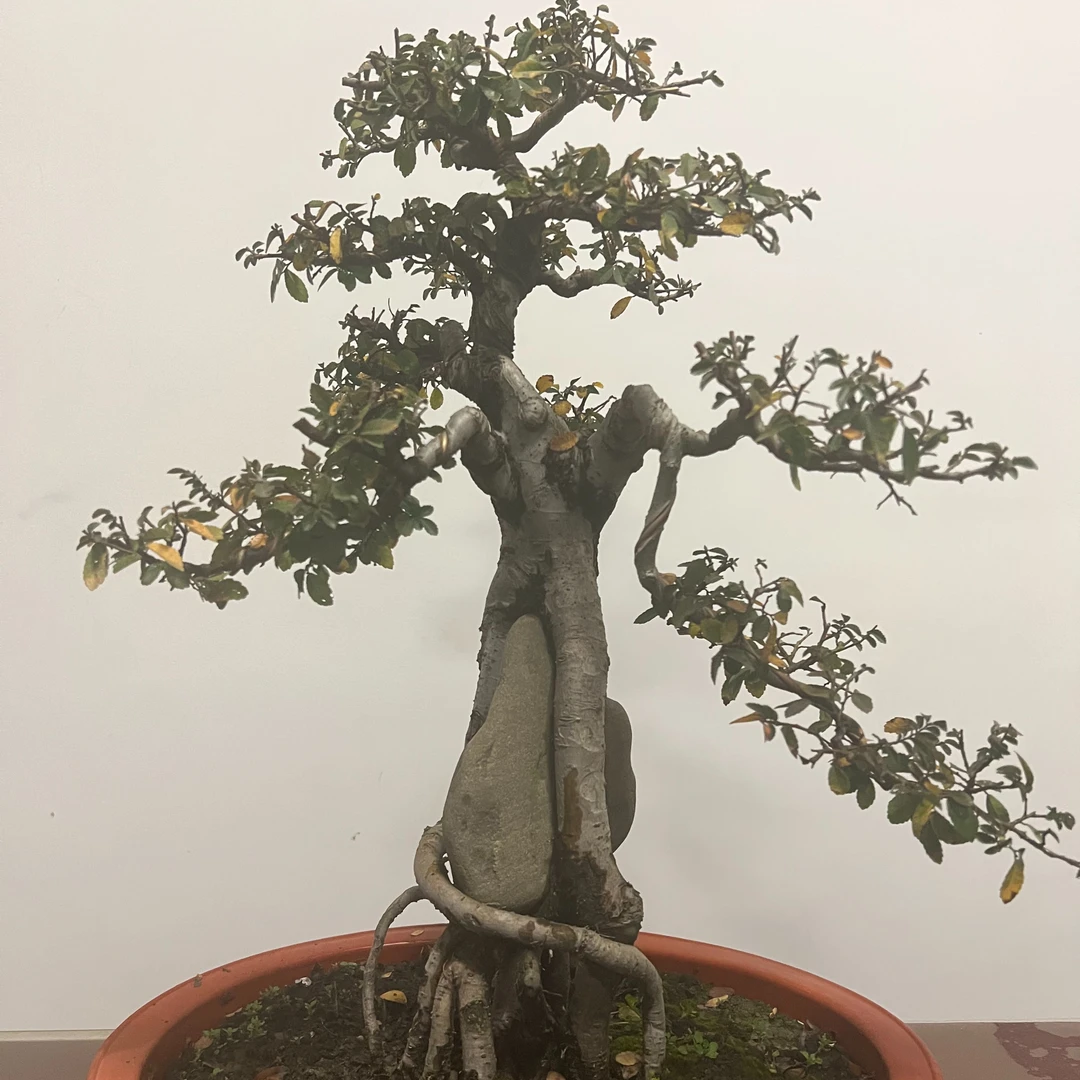 (浪漫七夕礼一物一拍)原生精品盆景枫树,榆树,雀梅等杂木老桩盆景