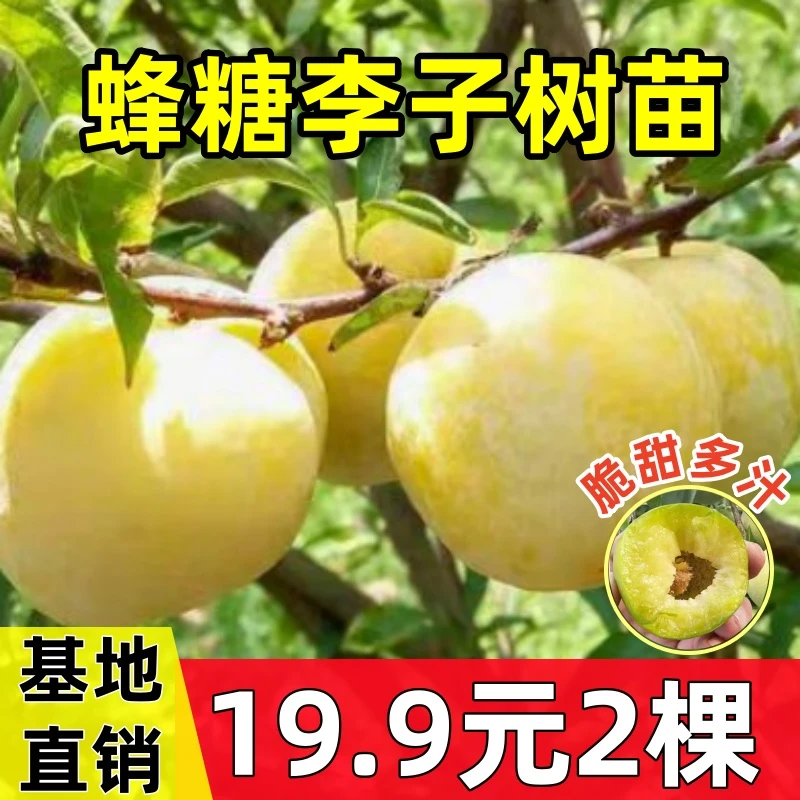 【2颗】蜂糖李子树苗正宗嫁接特大晚熟脱骨青脆李子果树苗