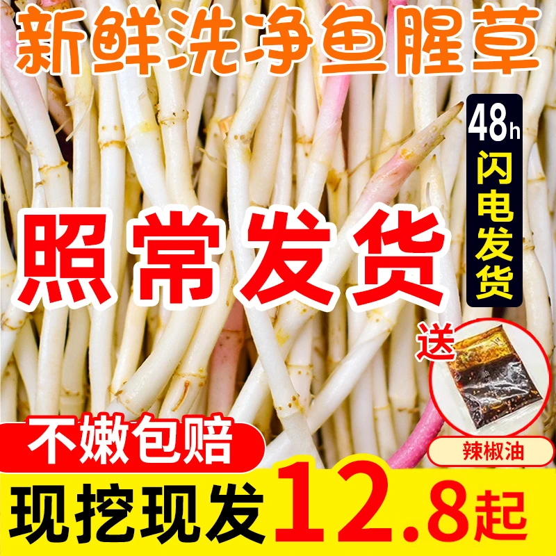 【2023新根】农家自种鱼腥草根 折耳根新鲜 嫩根可凉拌四川贵州菜