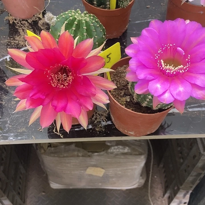 【闪购商品】彩草仙人球一物一拍