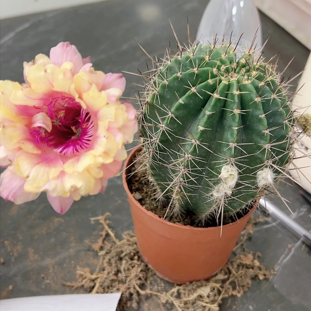 用****9彩草仙人球一物一拍