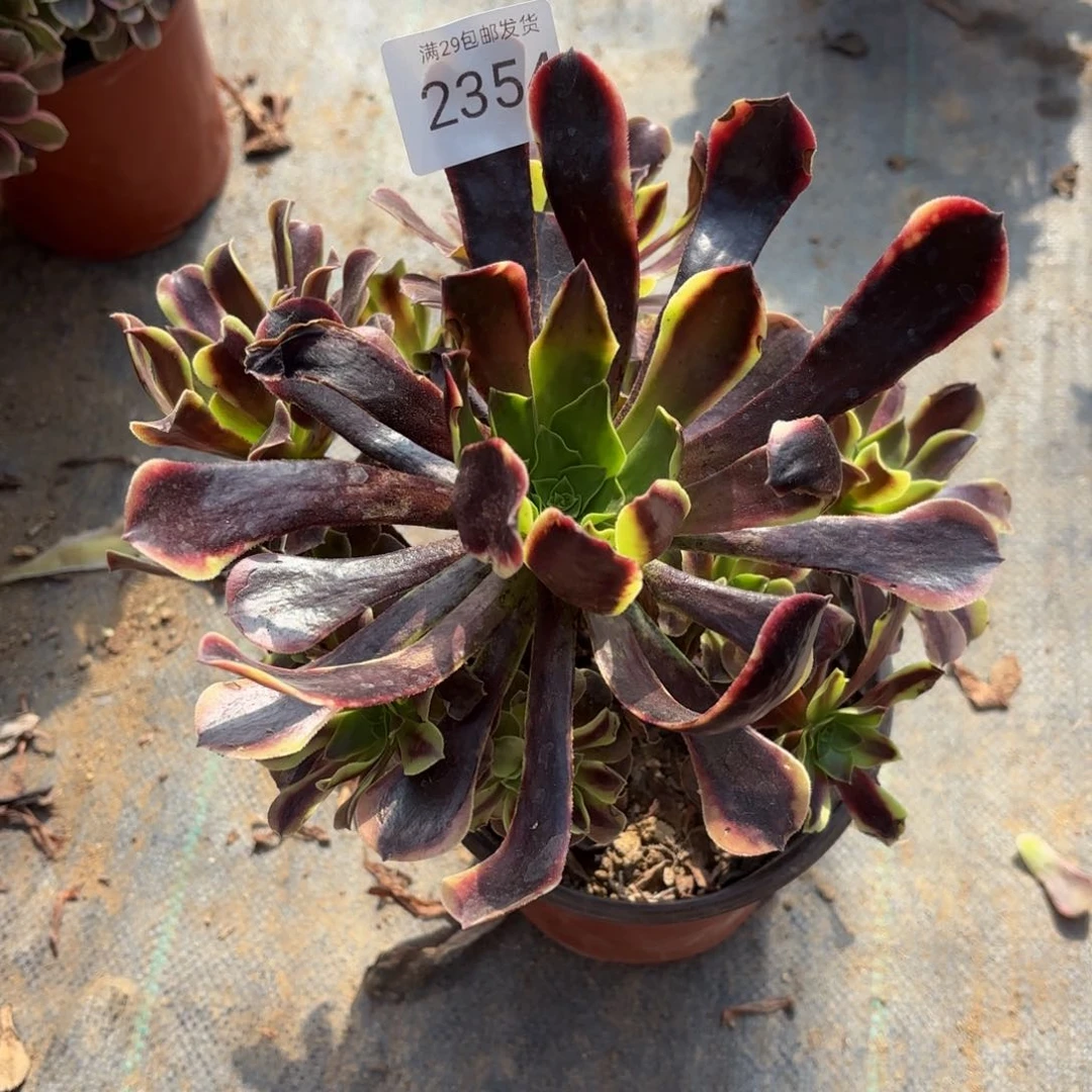 欧佳丽多肉法师2354