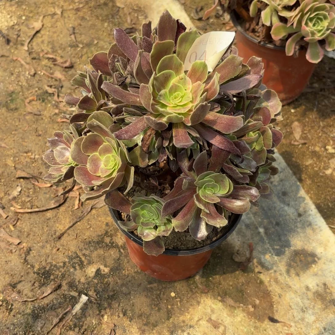 赤霞飞多肉法师0445