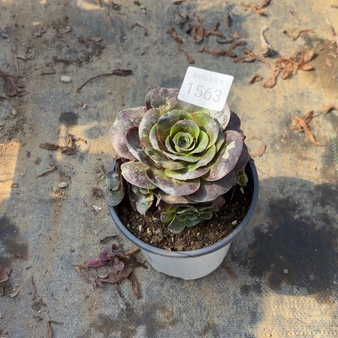 魅金玫瑰多肉法师1563