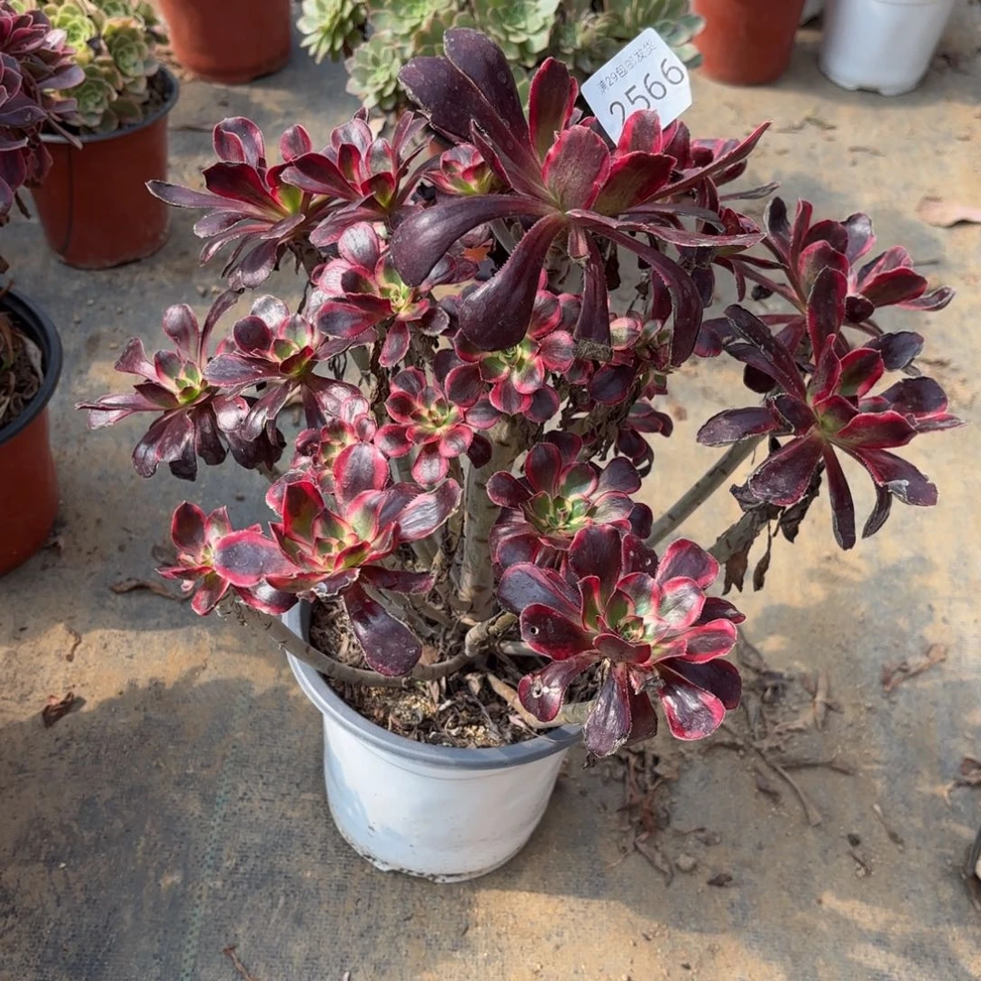 丽娜锦多肉法师2566