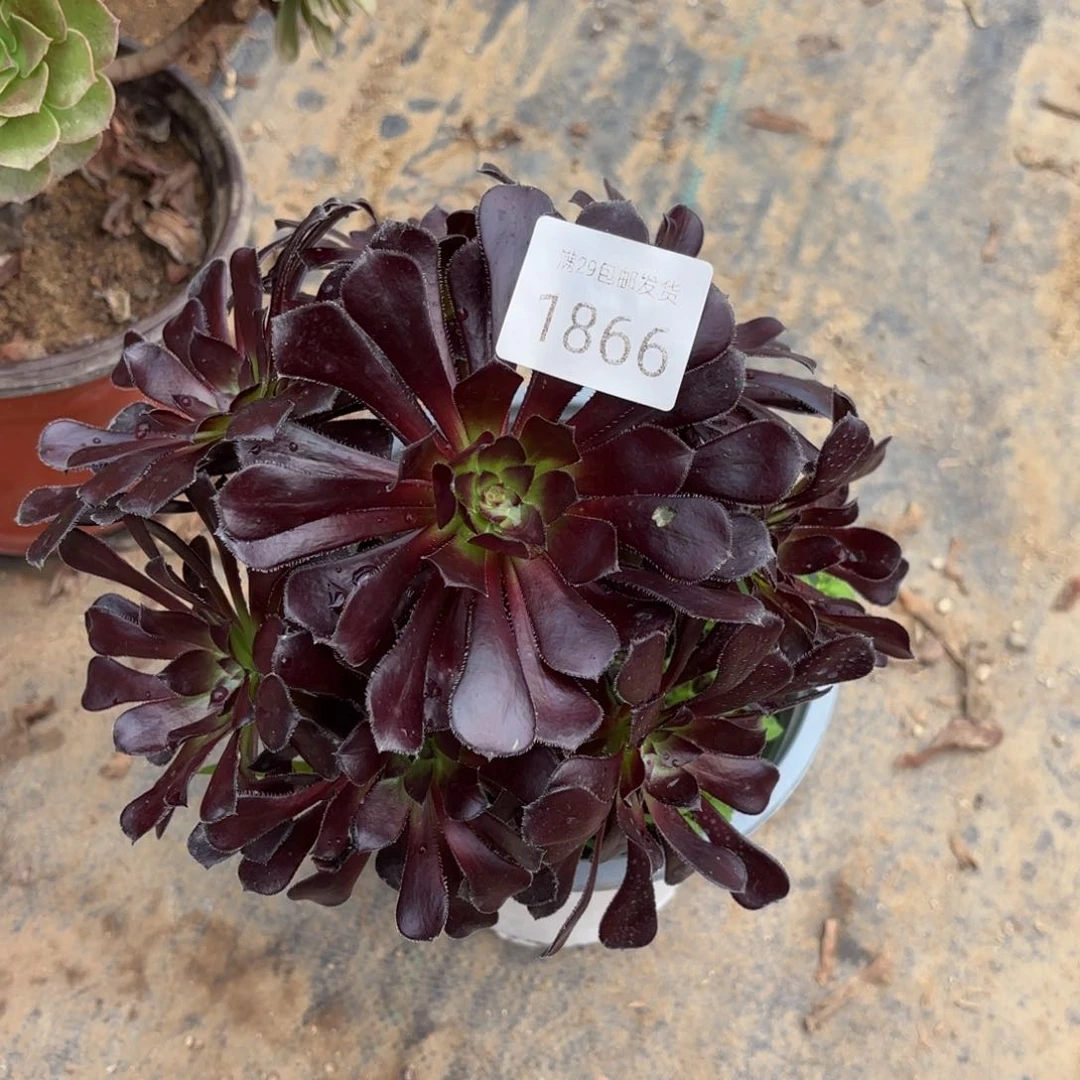 墨法师多肉法师1866