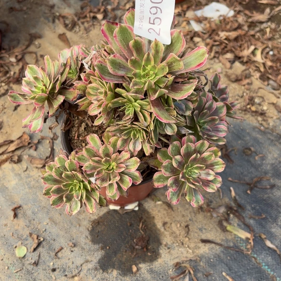 糖果粉黛多肉法师2590