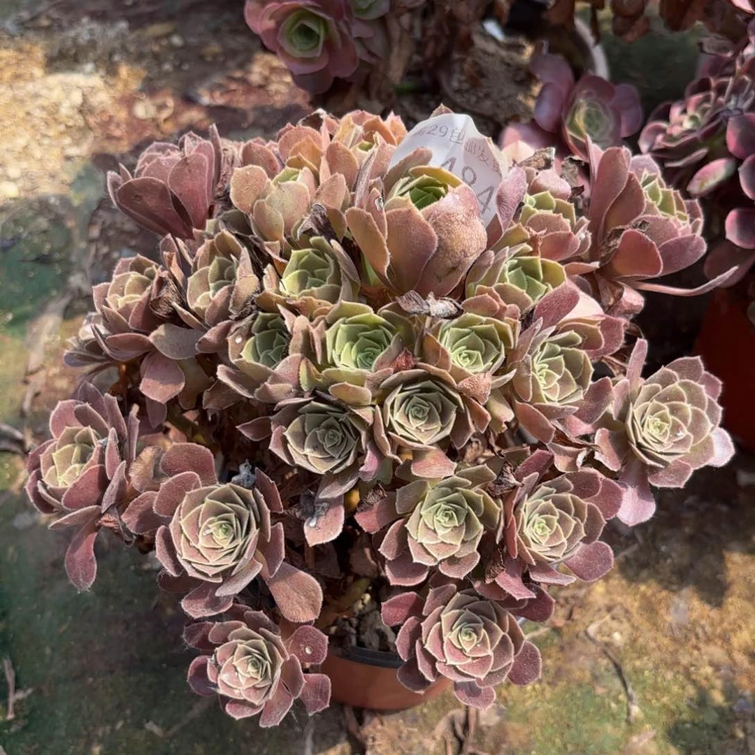 荷兰玫瑰多肉法师0484