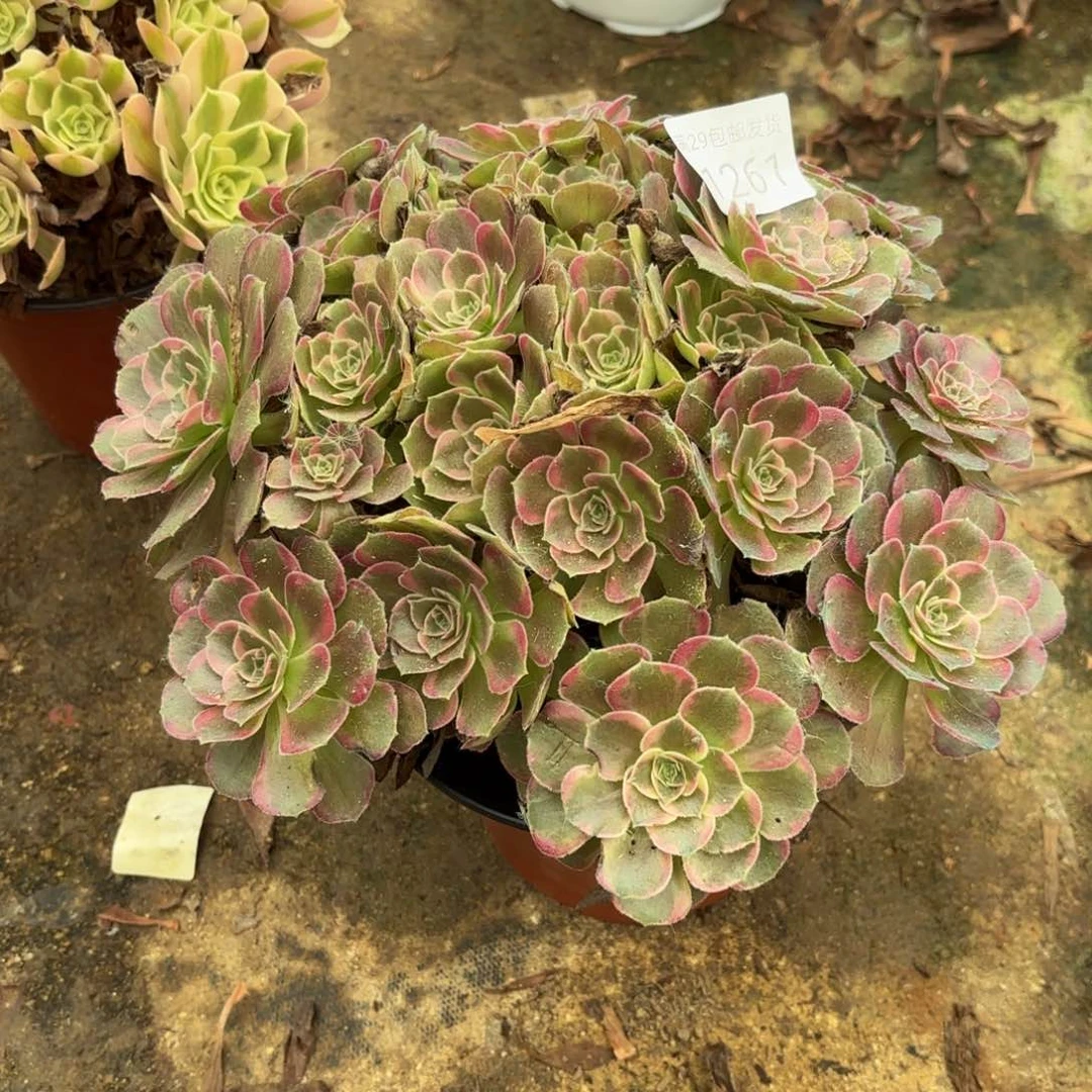 安娜锦多肉法师1261