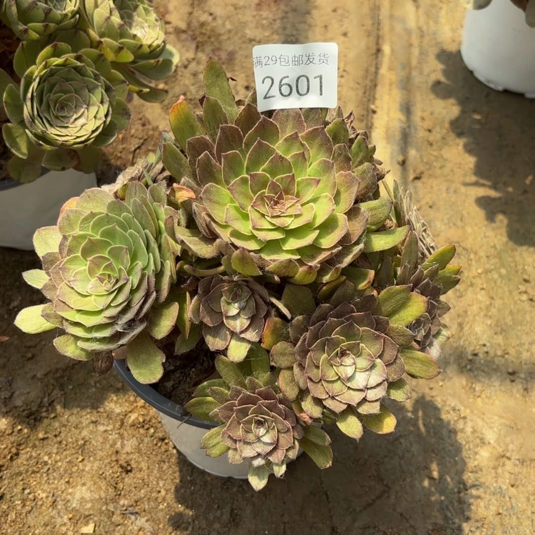 红丝绒多肉法师多肉2601