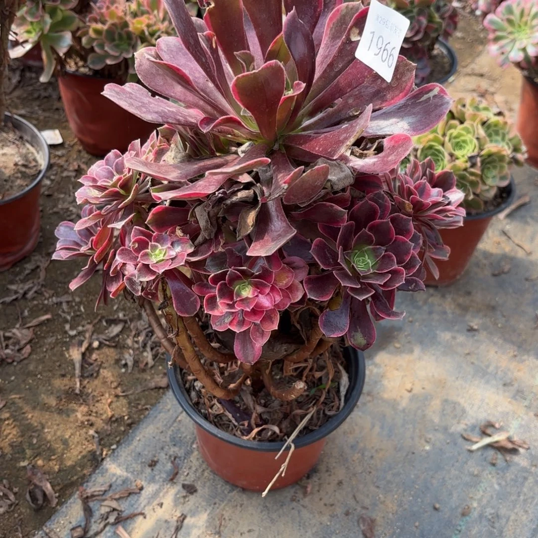 金丝却多肉有断头1966