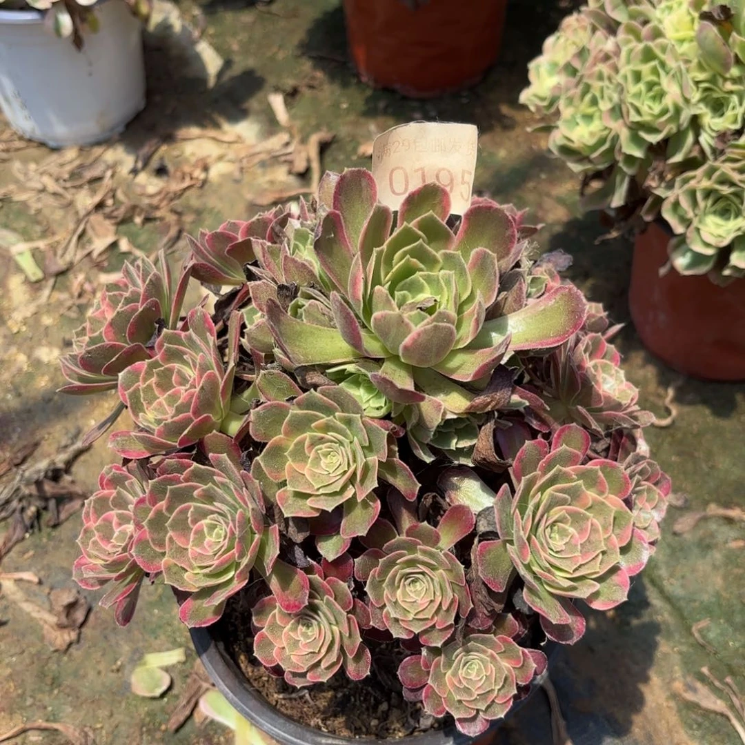 荷兰玫瑰多肉0195