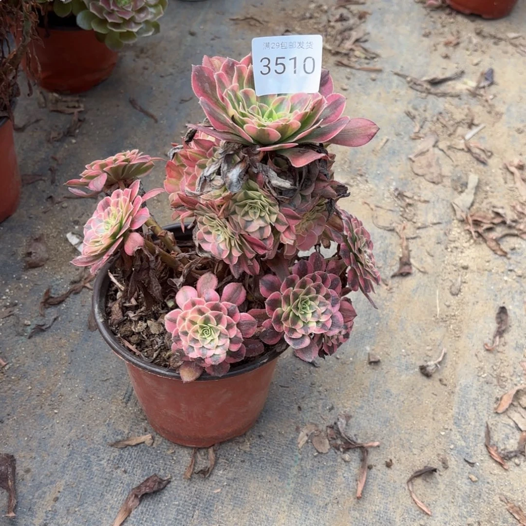 祝融多肉有断头3510