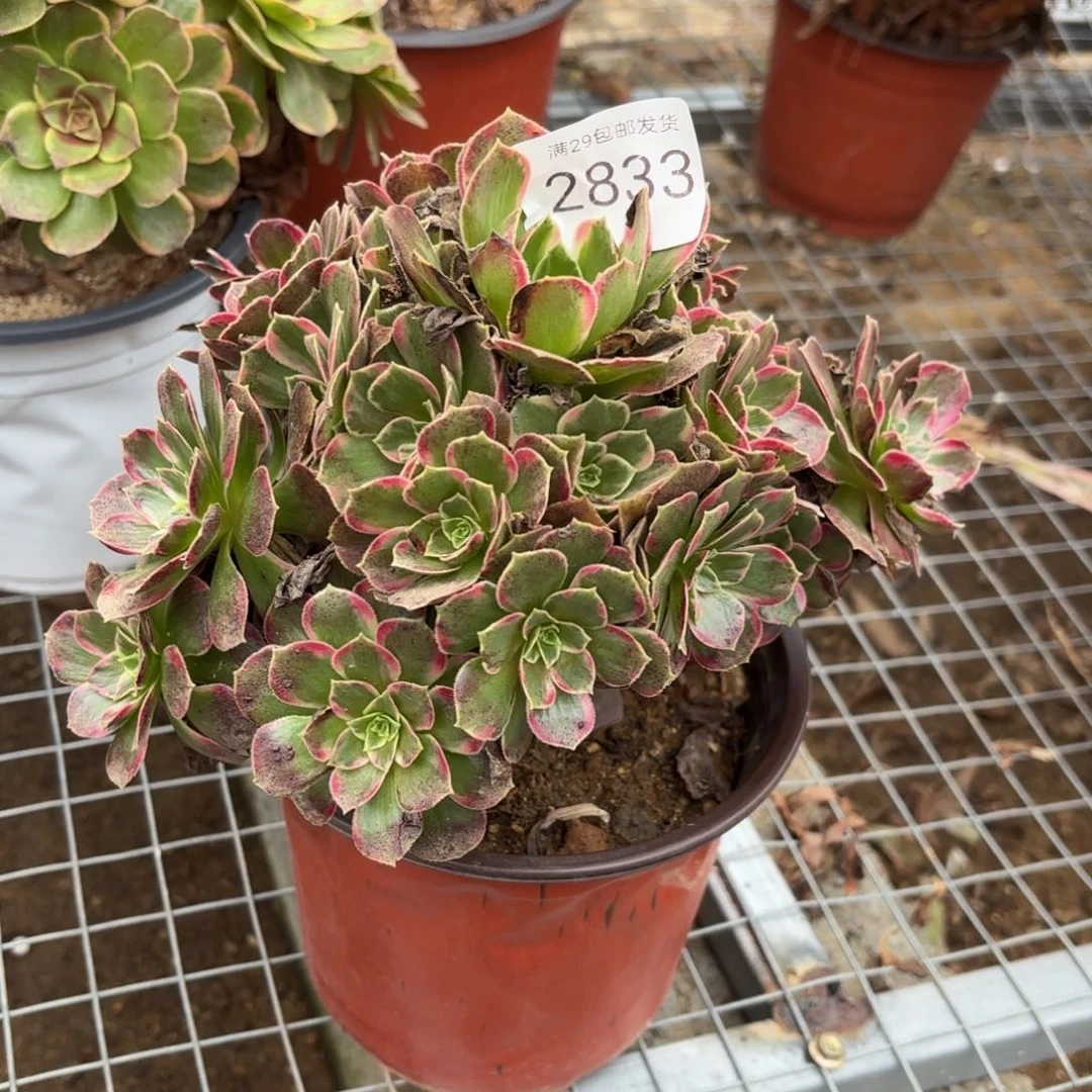 安娜锦多肉法师2833