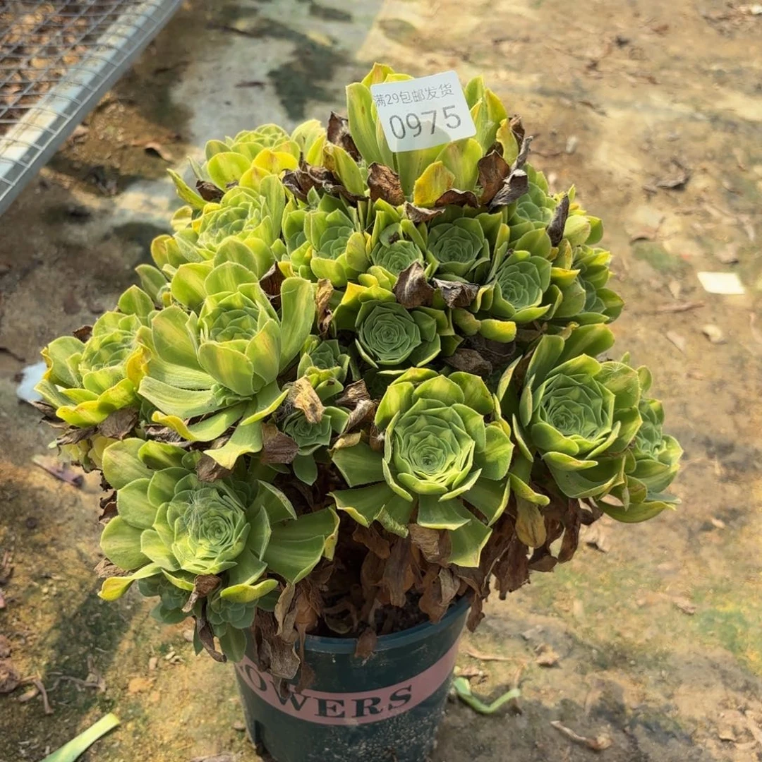 翡翠琉璃多肉0975