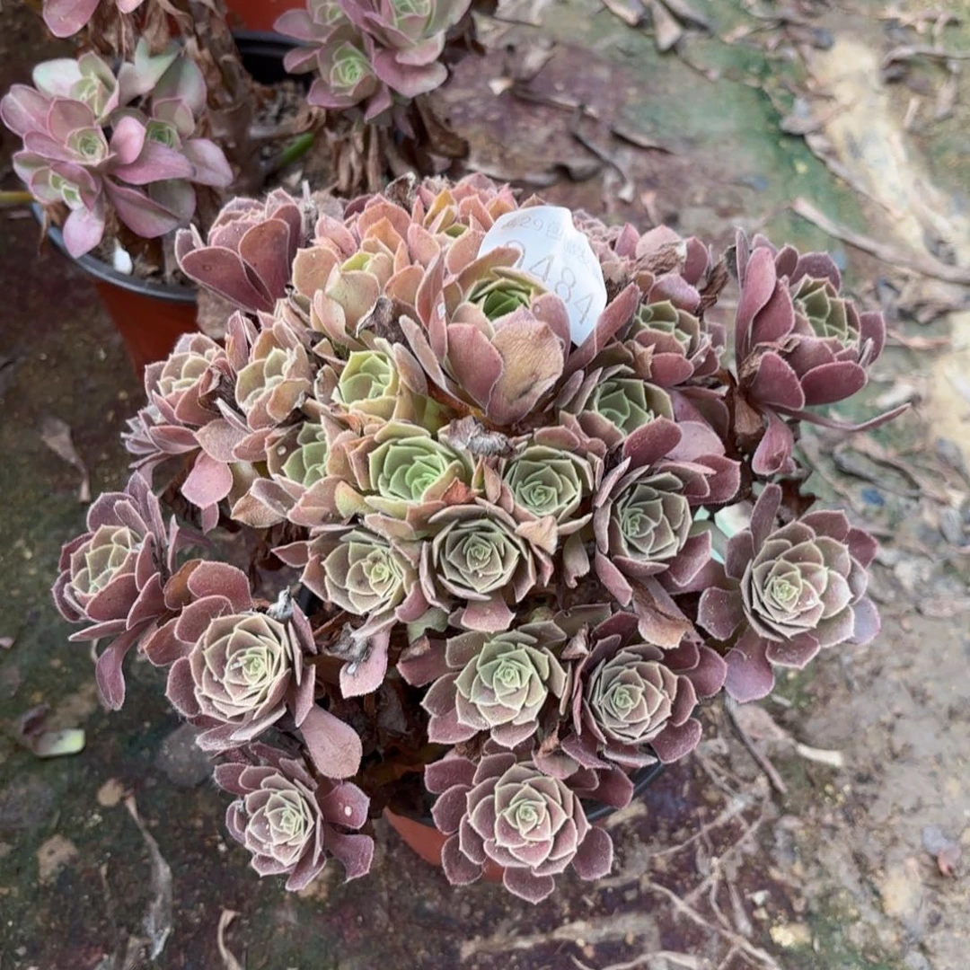 荷兰玫瑰多肉法师0484