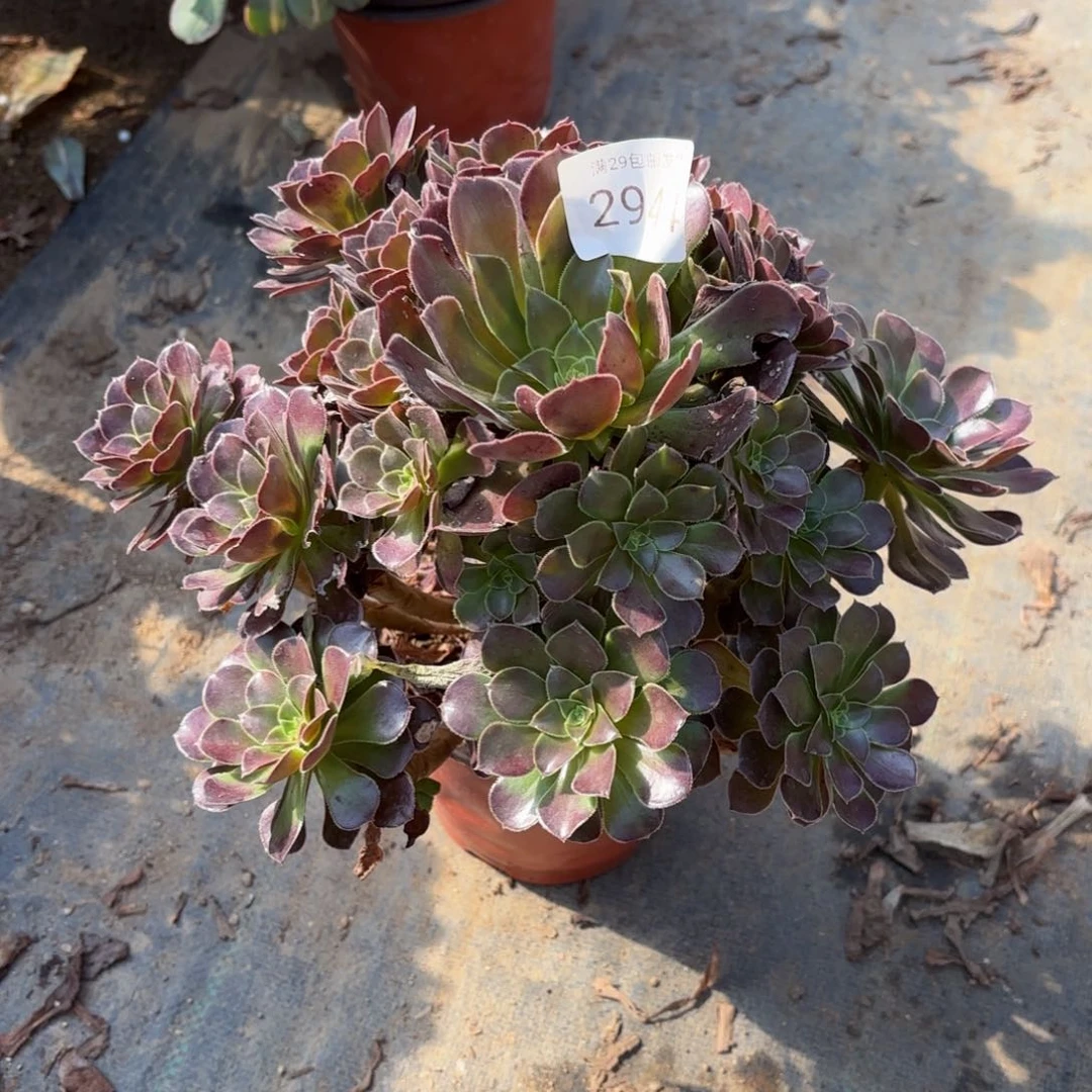 荷兰玫瑰多肉法师2944