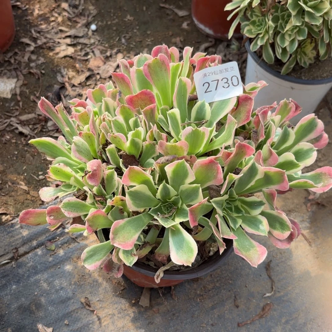 白凤多肉法师2730