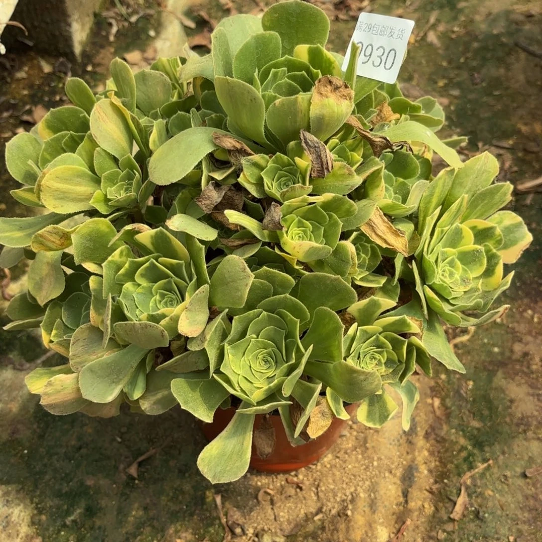 五彩琉璃多肉法师0930