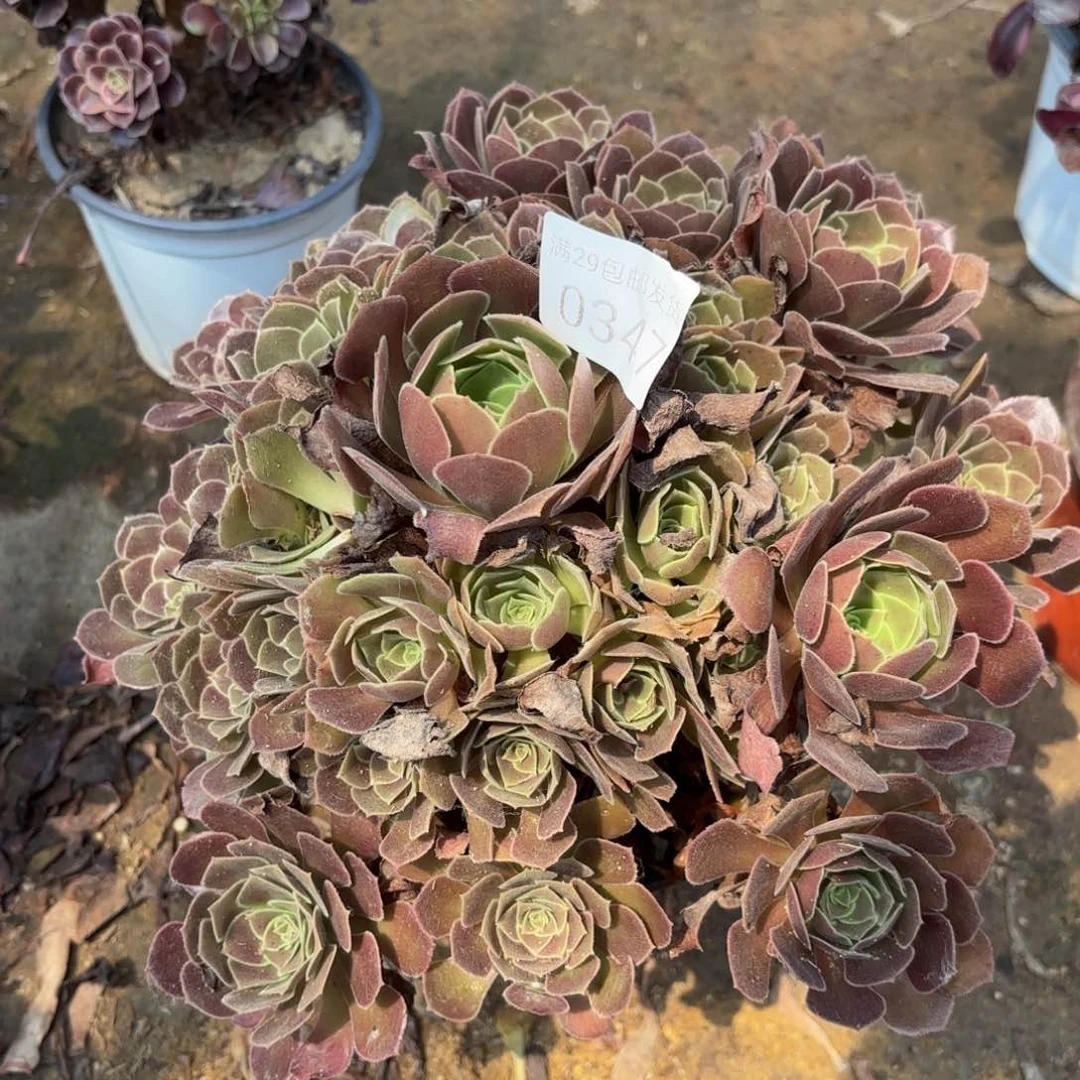 荷兰玫瑰多肉法师0347