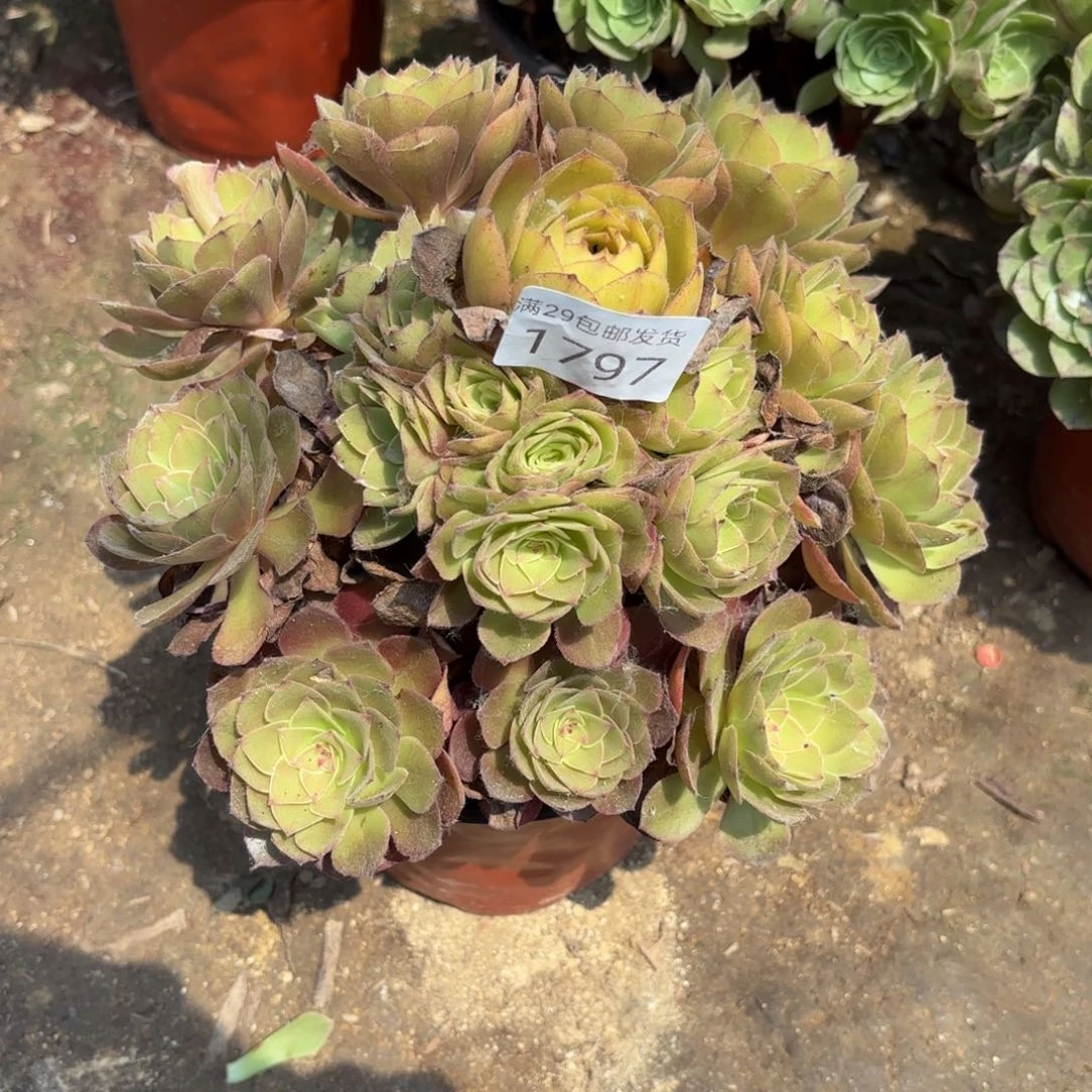 桃花石多肉法师1797
