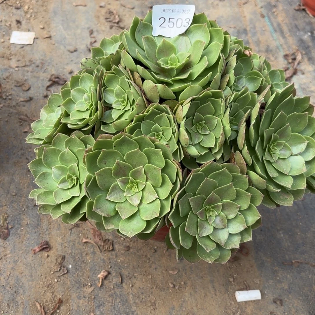 万圣节多肉法师2503