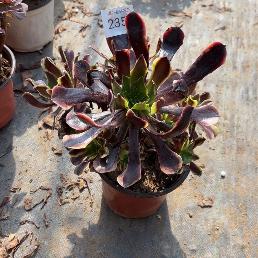 欧佳丽多肉法师2354