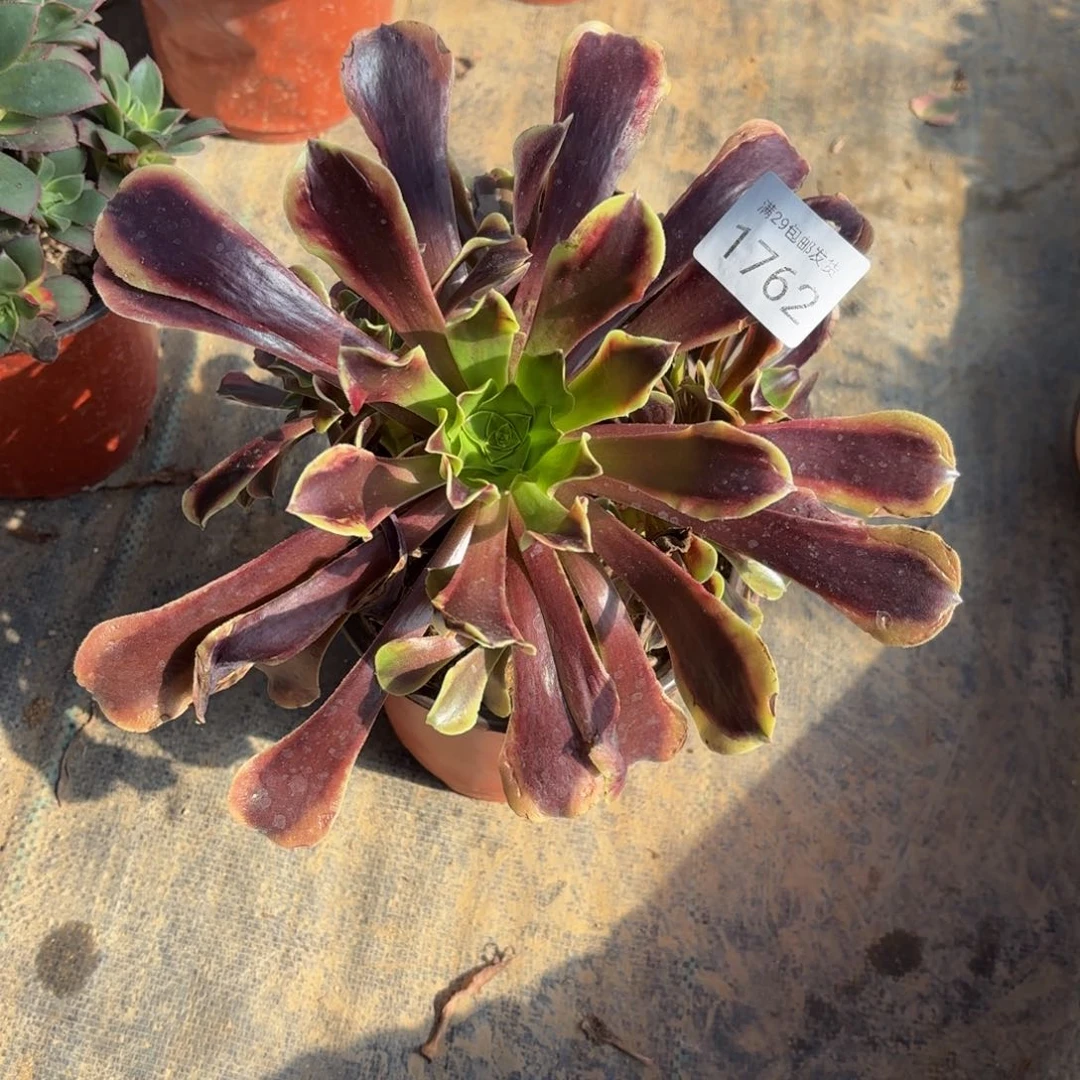 欧佳丽多肉法师1762