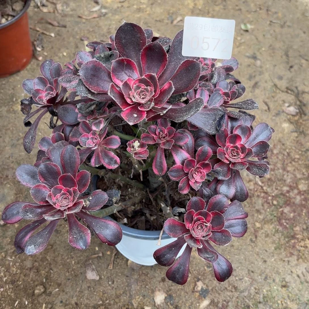 丽娜锦多肉法师0572