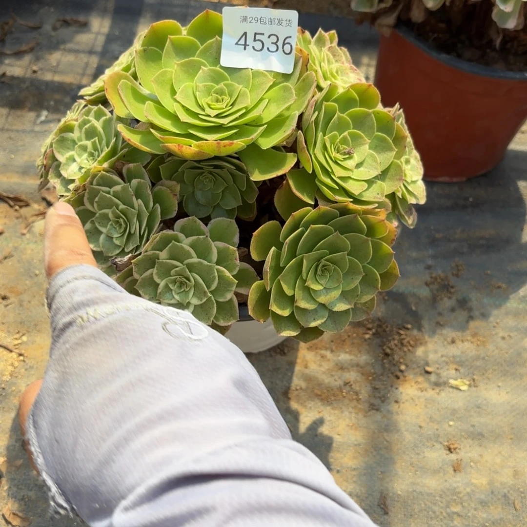 海王阴阳多肉4536