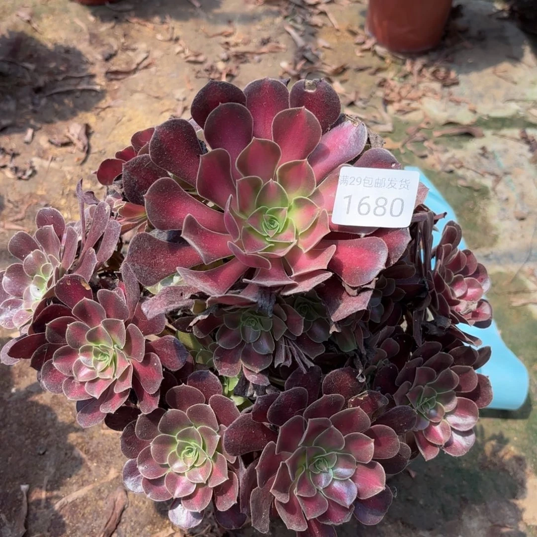 花娜锦多肉法师1680