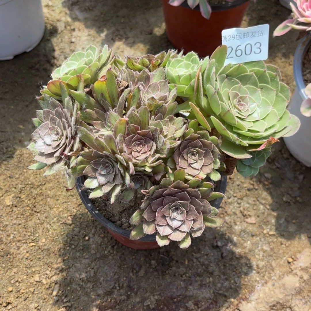 红丝绒多肉法师2603