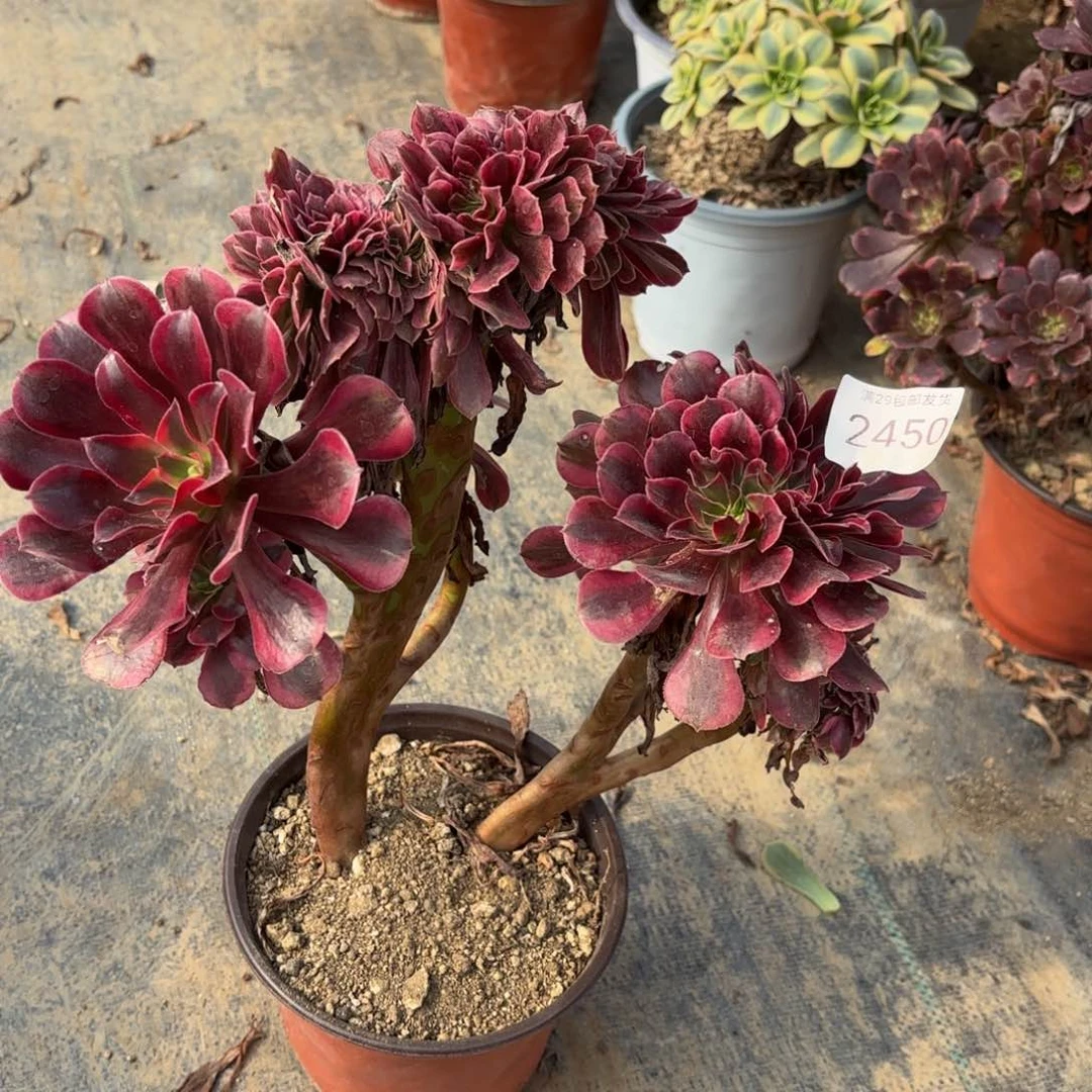 美杜莎坠多肉法师2450