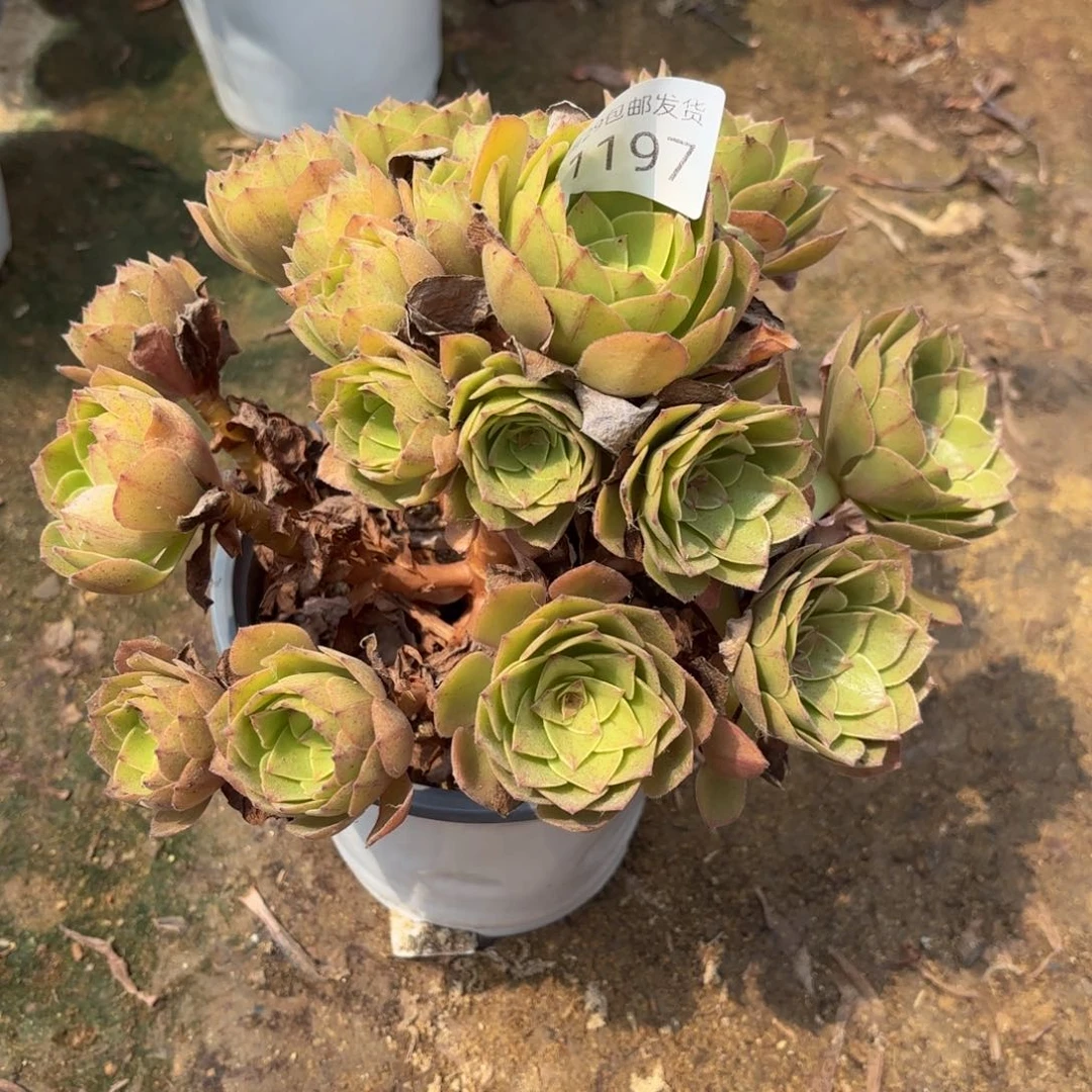 桃花石多肉法师1197