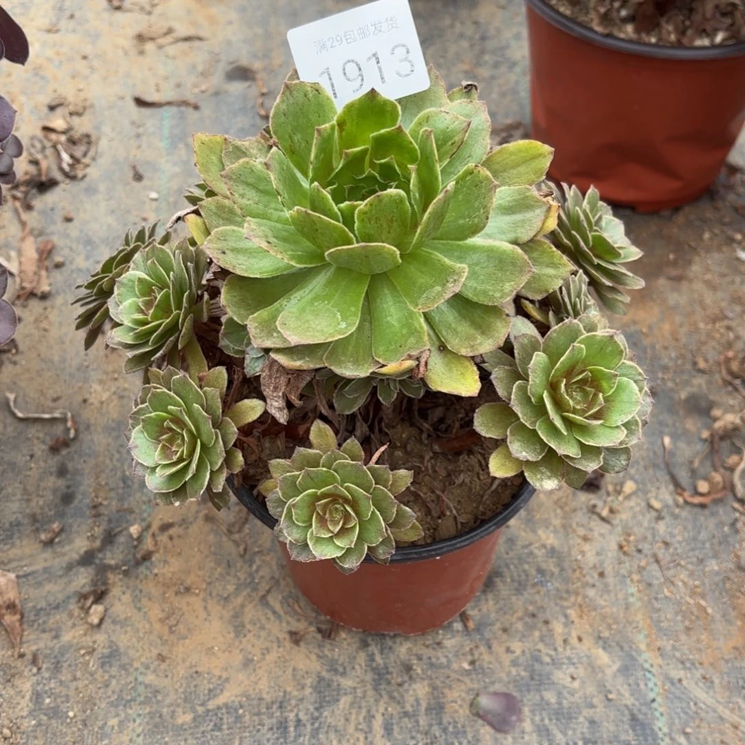 红丝绒多肉法师1913