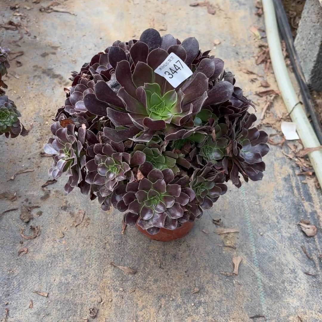 欧紫多肉法师3447