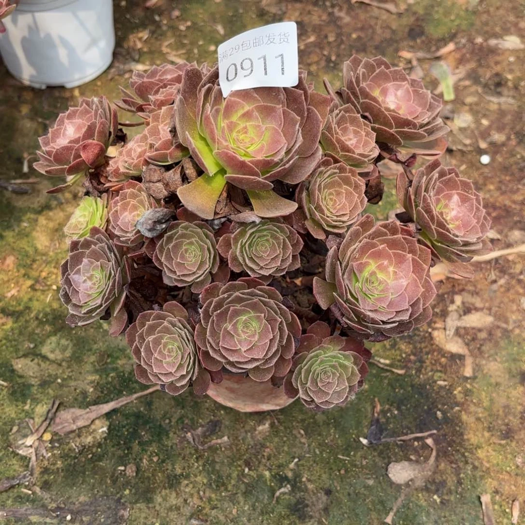 赤焰莲多肉0911法师