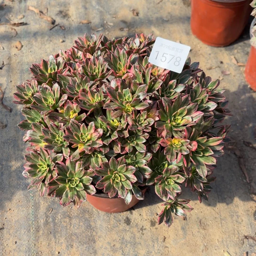 甜茶多肉法师1578