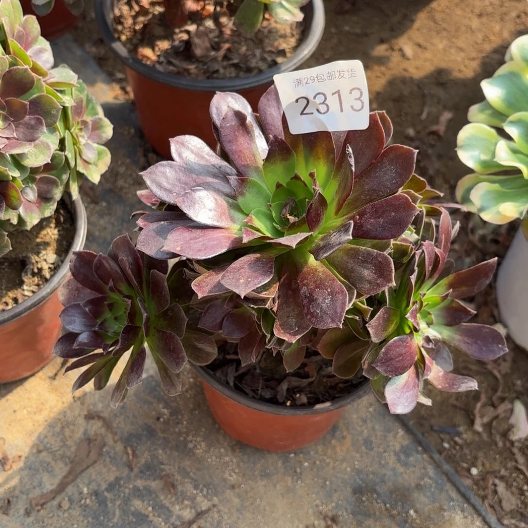 赤焰莲有断头多肉2313