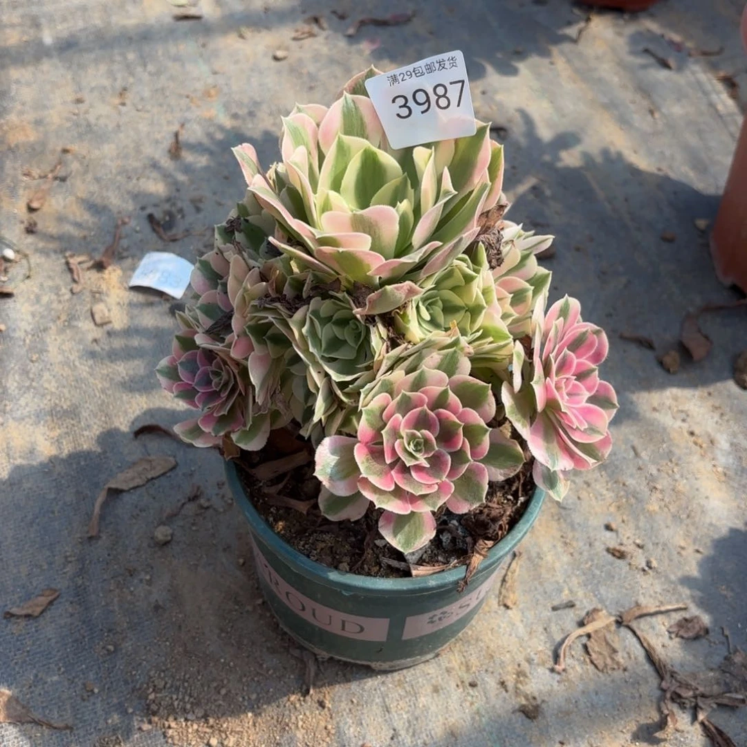 粉女巫多肉法师3987