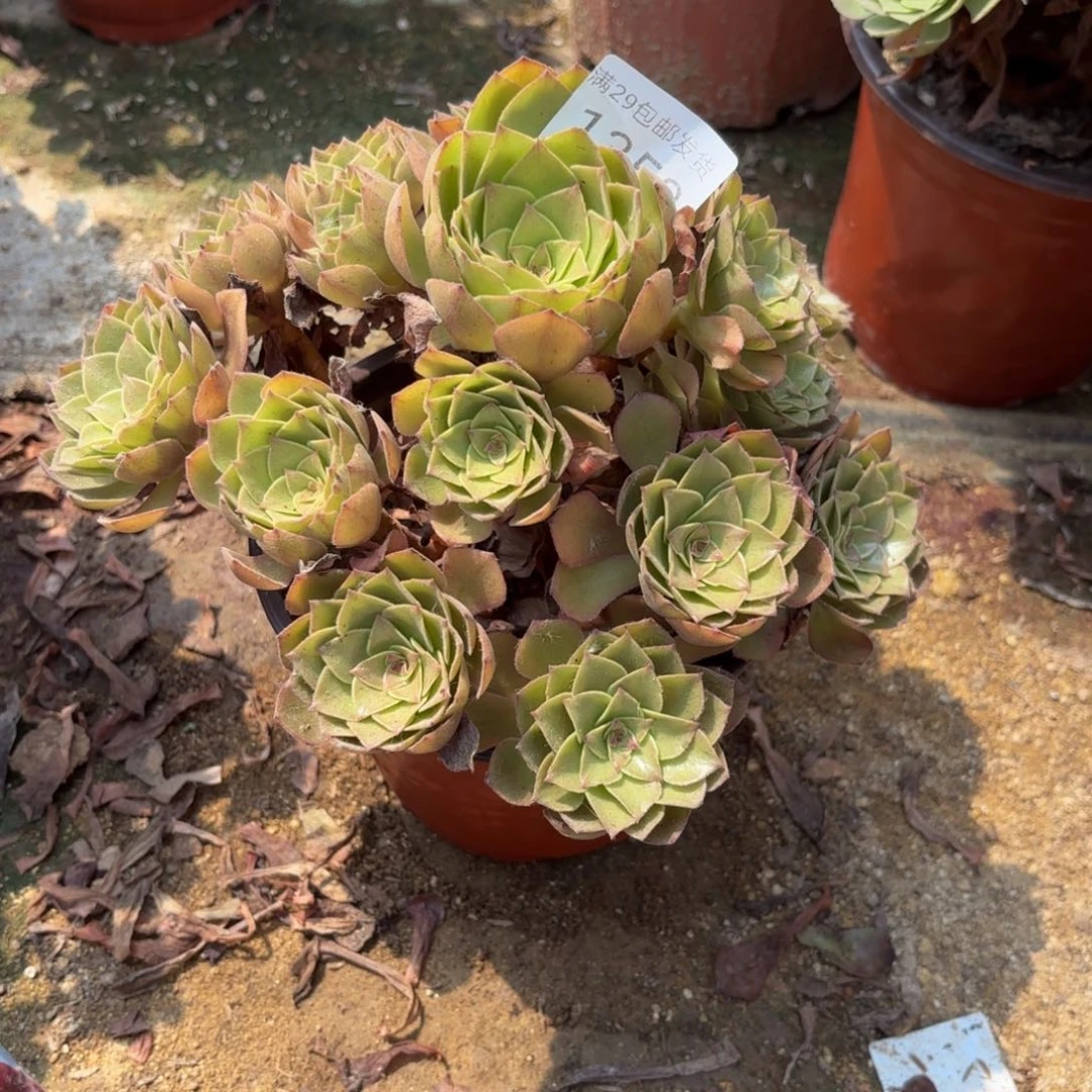 桃花石多肉法师1358