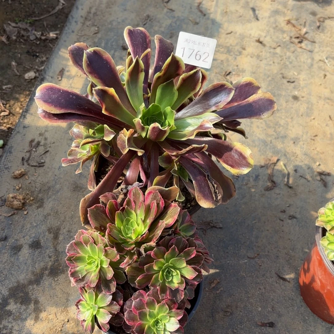 2颗多肉法师1762