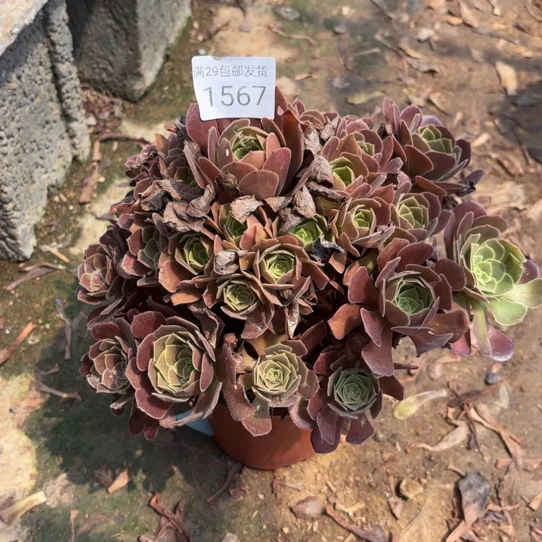 荷兰玫瑰多肉法师1567