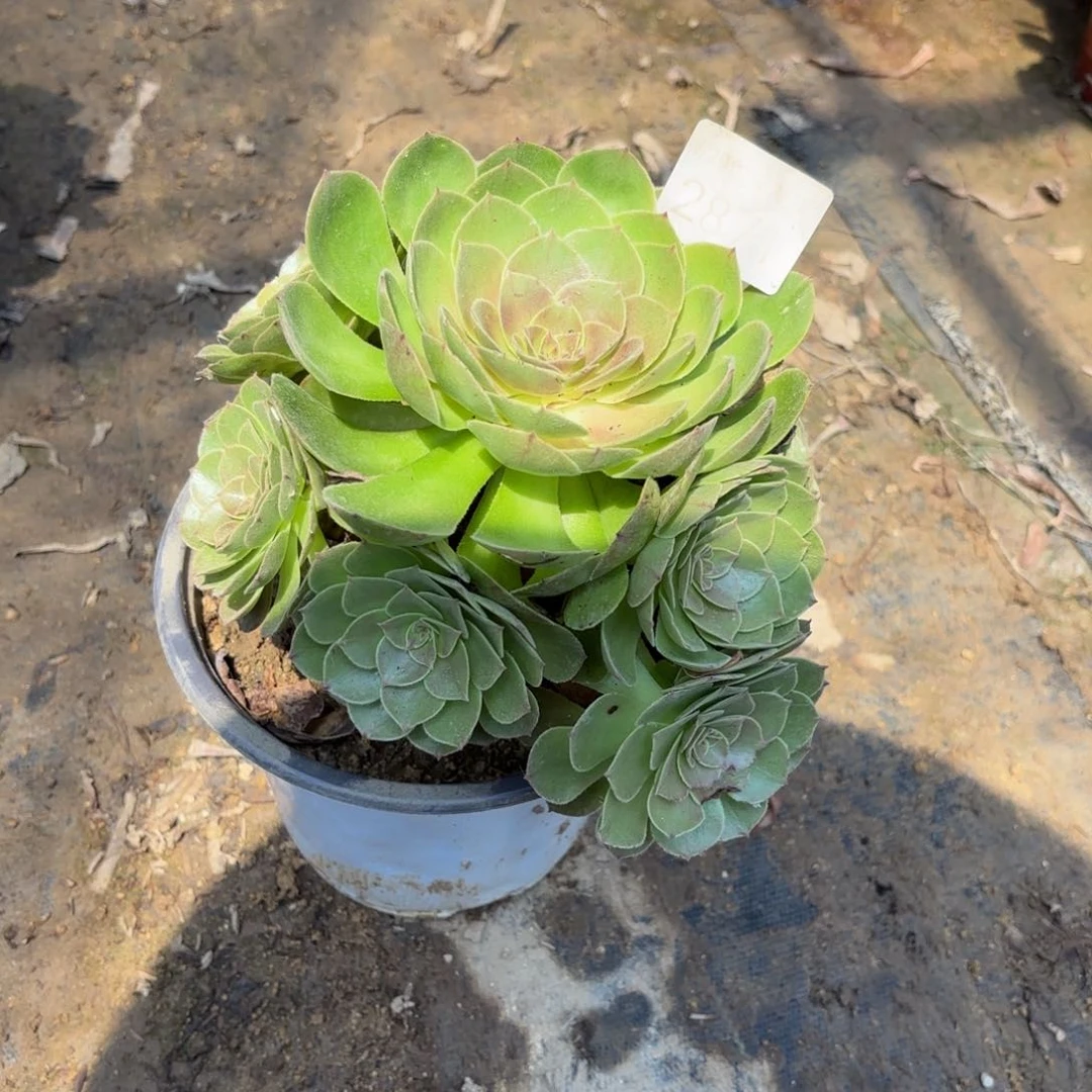 万圣节多肉法师2871