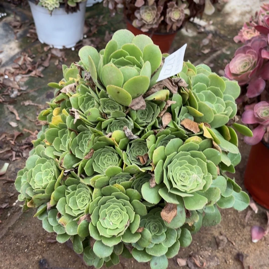 绿羊绒多肉法师1727